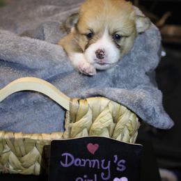 Danny's girl - Sable female Pembroke Welsh Corgi puppy in Purcellville, Virginia from Rhone River Farm Pembroke Welsh Corgis