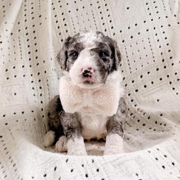 Zion - Merle male Bernedoodle puppy in Cold Spring, Minnesota from A.N.A. Doodles