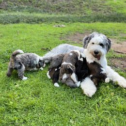 Old English Sheepdog, Poodle, and Sheepadoodle Puppies from Love Tallulah Sheepadoodles LLC
