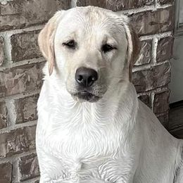 Liberty - Labrador Retriever