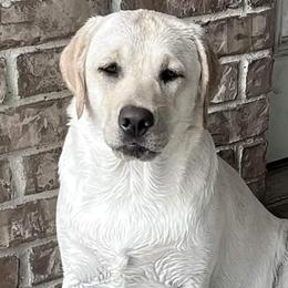 Liberty - Labrador Retriever
