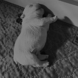 Boy 2 - Cream male French Bulldog puppy in Clinton, Tennessee from Summer Rose