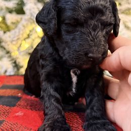 Sugar - Black female Goldendoodle puppy in Macclenny, Florida from Baker County Goldendoodles