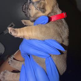 River - Fawn male French Bulldog puppy in Louisville, Kentucky from Nelson’s Fancy Frenchies and Bulldogs
