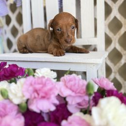 Red dapple wire hair - Dapple male Dachshund puppy in Wills Point, Texas from East Mini Dachshunds Texas