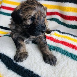 Aussiedoodle and Australian Shepherd Puppies from Homestead Aussies & Doodles