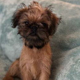 Hummer - Belge male Brussels Griffon puppy in Dawson Springs, Kentucky from Precious Paws and Galafrey
