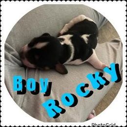 Rocky - Black and white male English Springer Spaniel puppy in Freeland, Michigan from McNally's Springer Spaniels