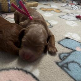 Teeter - Red female Australian Labradoodle puppy in Fontana, California from Glory Labradoodle’s