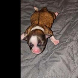 Boy 1 SC - Sable and white male Shih Tzu puppy in Meridian, Oklahoma from Crazy Love Kennels