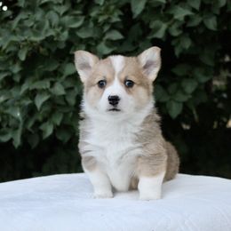 Versace - Sable male Pembroke Welsh Corgi puppy in Stockton, Utah from BW Corgis