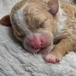 Ember - Apricot female Cavapoo puppy in Glendale, Arizona from Cool Cavapoos
