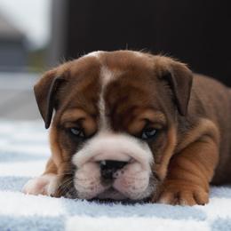 Float - Fawn and white male Bulldog puppy in Warsaw, New York from Hillview Kennels
