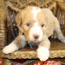 Turquoise Girl - Red female Aussiedoodle puppy in Belgreen, Alabama from Scott’s Farm Poodles and Doodles