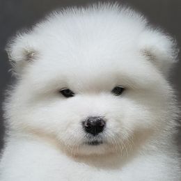 Samoyed Puppies from Snowshoe Samoyeds