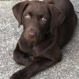 Dilute Retrievers from Hagler Homestead Labs