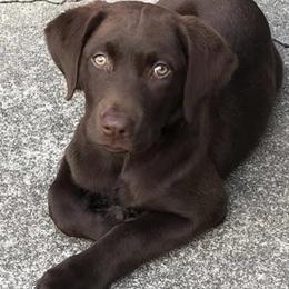Dilute Retrievers from Hagler Homestead Labs