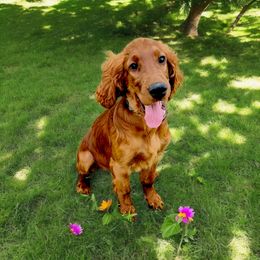 Dark Green Collar girl - Red female Irish Doodle puppy in Madison, Wisconsin from Morningside Doodles