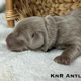 Aspen - Silver female Dilute Retriever puppy in Grants Pass, Oregon from KnR Antler Dogs