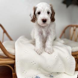 Boy 3 - Parti male Goldendoodle puppy in Elk Grove, California from Doodles by Faith