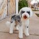 Sully