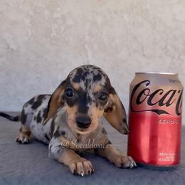 Eliza - Black and tan female Dachshund puppy in Apple Valley, California from Socaldoxies