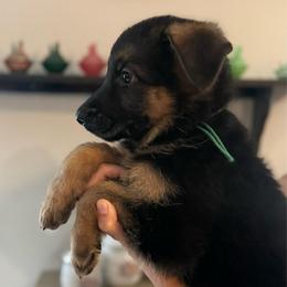 Ozzy - Black and tan male German Shepherd puppy in Florida from Best Shepherds