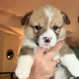 Lollipop - Teal girl - Red female Pembroke Welsh Corgi puppy in Woodinville, Washington from Heatherland Corgis