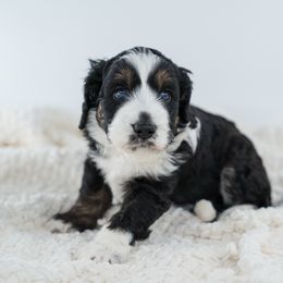 Tuffnut - Black tri-color male Aussiedoodle puppy in Cortez, Colorado from Sassy Pants Pups