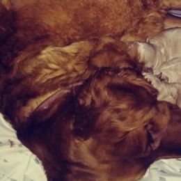 Golden Retrievers from Kayla's Goldens