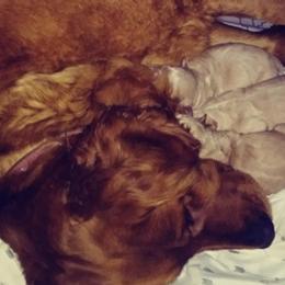 Golden Retrievers from Kayla's Goldens