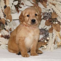 Red Ribbon - Dark golden male Golden Retriever puppy in Howard City, Michigan from Sherman's Shepherds