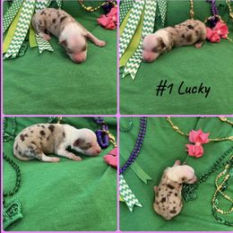 Girl 1 - Miniature Australian Shepherd puppy in Amarillo, Texas from Luna’s Mini Aussies