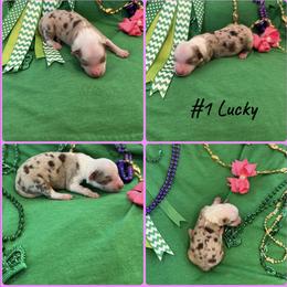 Girl 1 - Miniature Australian Shepherd puppy in Amarillo, Texas from Luna’s Mini Aussies
