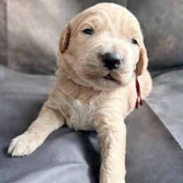 Spider Man - Cream male Goldendoodle puppy in Houston, Texas from Were The Mack'Doodles