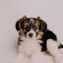 Sporty Mix Puppies from Ebonheart Kennel