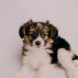 Sporty Mix Puppies from Ebonheart Kennel