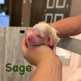 Sage - Red roan male Cockapoo puppy in Colorado Springs, Colorado from Colorado Cockapoos