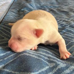Malibu - Cream male Chihuahua puppy in Menifee, California from Lane’s Little Long Coats