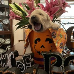 Golden Retriever Puppies from Tupelo Honey Farm's Golden Retrievers