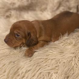 Scooby - Red male Dachshund puppy in Purdy, Missouri from Shotgun Pups