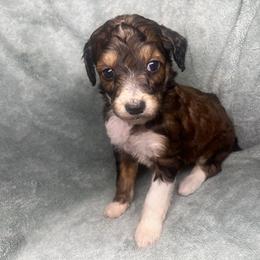 Girl 2 - Red female Aussiedoodle puppy in Alabama from SBA Aussies