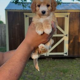 Blue - Red female Bernedoodle puppy in Greenville, Texas from Doodles of Promise
