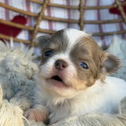 Calum - Chocolate blue male Chihuahua puppy in Newport Beach, California from Exotic City Pomeranians and chihuahuas