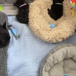 French Bulldog Puppies from Diamond Shores French Bulldogs