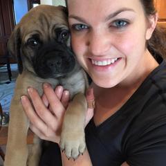 Bullmastiff, French Bulldog, and Spinone Italiano Puppies from McDonald’s Bullmastiffs