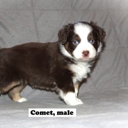 Miniature Australian Shepherd Puppies from Monticello Mini's
