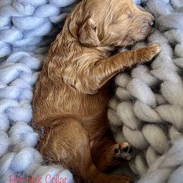 Poodle Puppies from Katie’s Standard Poodles