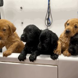 Labrador Retriever Puppies from Bluegrass Labradors