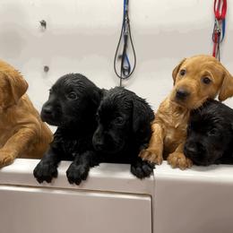 Labrador Retriever Puppies from Bluegrass Labradors